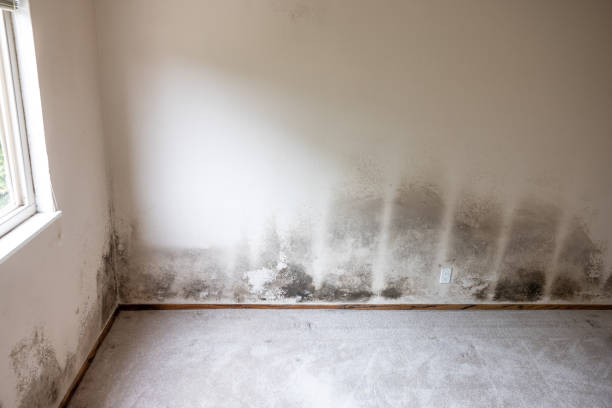 Hyde Park, UT Mold Removal Pros